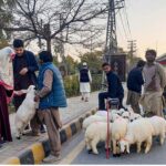 Family busy purchasing at sheep at Murree Road in the city.