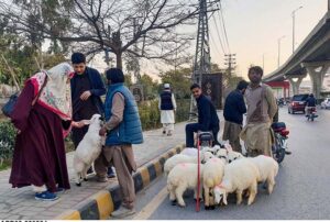 Family busy purchasing at sheep at Murree Road in the city. 
