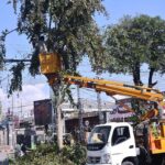 Worker busy trimming tree branches at Stadium Road