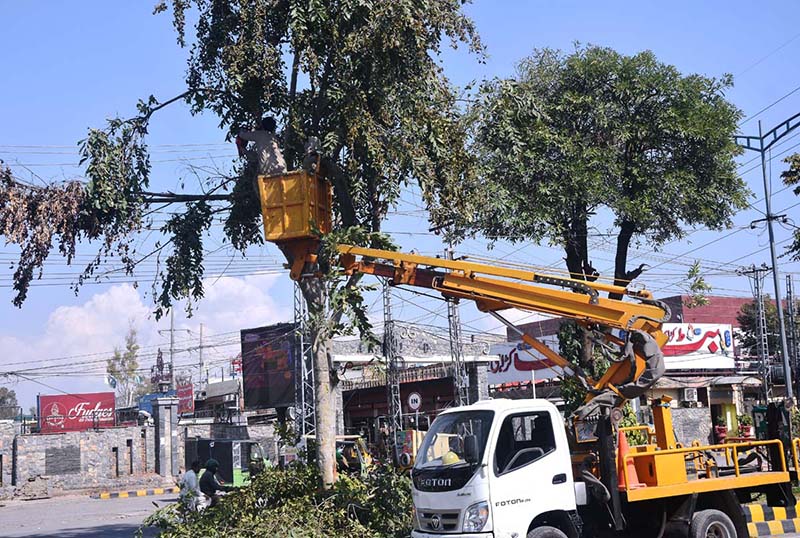 Worker busy trimming tree branches at Stadium Road