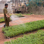 Gardener busy watering on mini plants at Peshawar Mor in the Federal Capital.