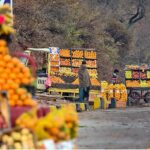 Vendors displaying fruits at roadside setup to attract the customers.
