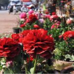 A beautiful view of Seasonal Flowers blooming at Club road.