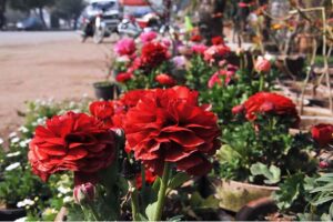  A beautiful view of Seasonal Flowers blooming at Club road.