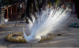 People enjoy peacock dance during their visit to Bird Aviary at Lake View Park