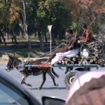 A donkey-cart loaded with woods to be used as fuel for cooking purposes on the way at Margalla Road