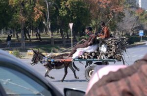 A donkey-cart loaded with woods to be used as fuel for cooking purposes on the way at Margalla Road