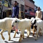 Vendors on their way Carrying Sheeps for Selling.