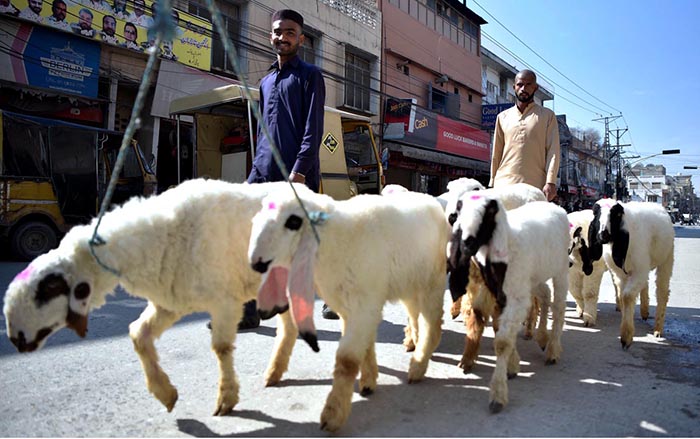 Vendors on their way Carrying Sheeps for Selling.