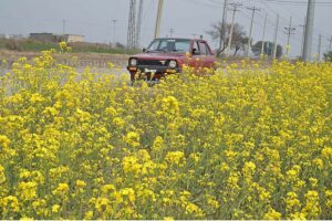 A beautiful view of mustard field in the outskirts of the Federal Capital