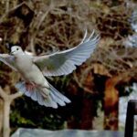 A beautiful view of birds in the bird aviary at Lakeview Park in the Federal Capital.