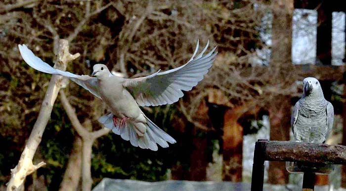 A beautiful view of birds in the bird aviary at Lakeview Park in the Federal Capital.