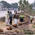 CDA workers busy planting trees on greenbelt at Expressway in the Federal Capital