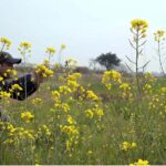 A beautiful view of mustard field in the outskirts of the Federal Capital