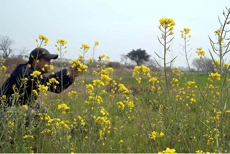 A beautiful view of mustard field in the outskirts of the Federal Capital