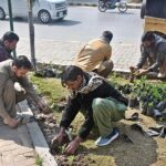 PHA workers busy in planting on roadside greenbelt at Commercial Market.