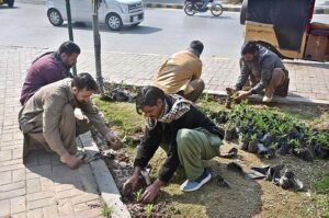 PHA workers busy in planting on roadside greenbelt at Commercial Market.