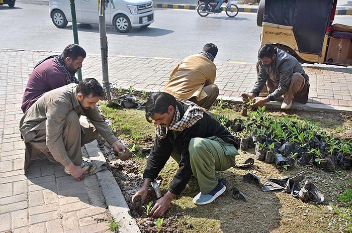 PHA workers busy in planting on roadside greenbelt at Commercial Market.