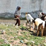 A little girl playing with her Goats on grassy area during sunny day at Band Khanna Road.