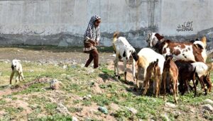 A little girl playing with her Goats on grassy area during sunny day at Band Khanna Road.