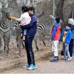 Visitors feeding Zebras at a roadside Zoo at the green belt area of Sector F-8 in the city