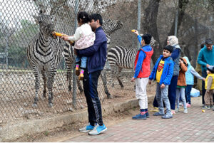 Visitors feeding Zebras at a roadside Zoo at the green belt area of Sector F-8 in the city