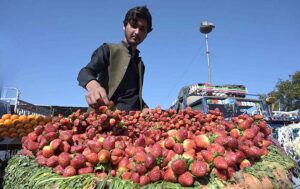 A vendor arranging and displaying strawberry to attract the customers at Fruit & Vegetable Market in Federal Capital.