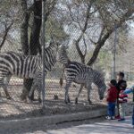 Visitor family feeding Zebras at roadside Zoo on the green belt area of Sector F-8 in the Federal Capital.