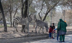 Visitor family feeding Zebras at roadside Zoo on the green belt area of Sector F-8 in the Federal Capital.