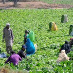 Farmer’s family cutting fresh vegetable spinach in their farm field.
