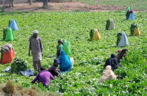 Farmer’s family cutting fresh vegetable spinach in their farm field. 