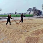Workers spreading corn for drying purpose at the field.