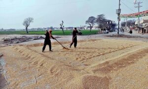 Workers spreading corn for drying purpose at the field.