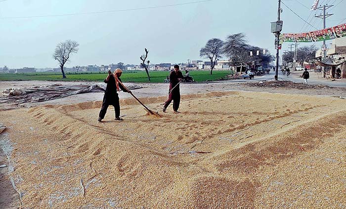 Workers spreading corn for drying purpose at the field.