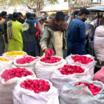 A vendor displaying the rose flowers to attract the customers in connection with shab-e-barat at flowers market.