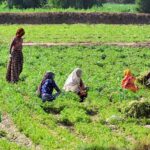 Farmer women busy in destroying extra plants from their field at Latifabad