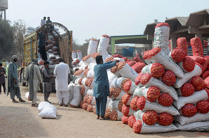 Laborers are unloading onions from the delivery truck at Vegetable Market