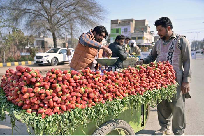 A vendor selling seasonal fruit on his cart at DPO Chowk.