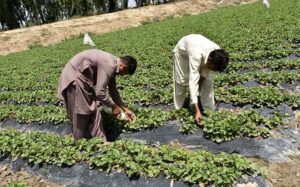  Farmers busy in collecting seasonal fruit strawberry from their field to sell in market.