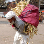 Elderly person on the way carrying sugarcane husk on the back
