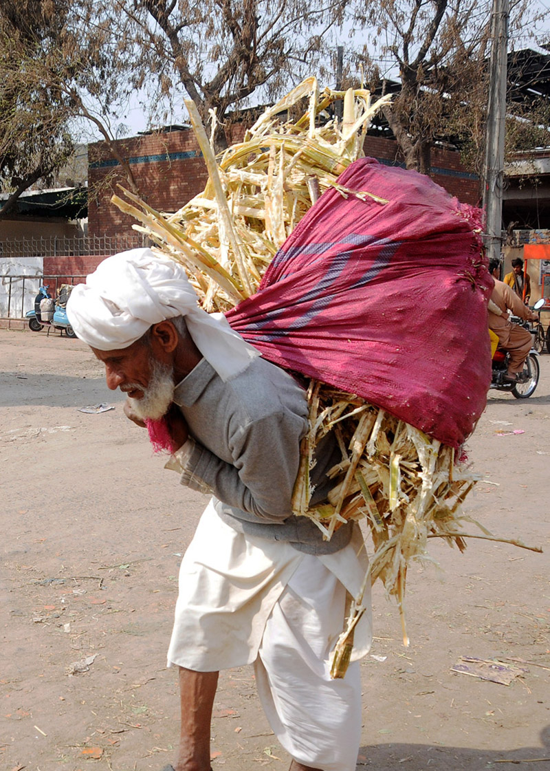 Elderly person on the way carrying sugarcane husk on the back