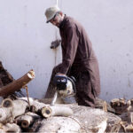 Labourer is busy cutting wood into pieces with the help of a cutter at his workplace