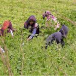 Farmer women cutting the spinach on their field area at bypass
