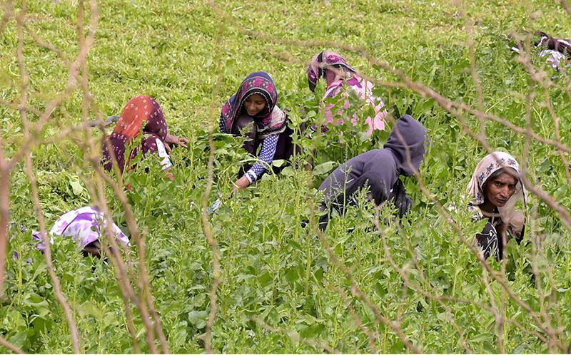 Farmer women cutting the spinach on their field area at bypass