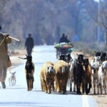 Shepherd guiding his herd of goats and sheep heading towards the grazing field.