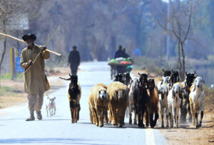 Shepherd guiding his herd of goats and sheep heading towards the grazing field.