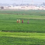 Women crossing wheat field towards their homes near Bypass Road