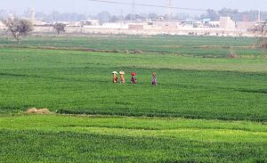 Women crossing wheat field towards their homes near Bypass Road