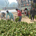 Labourers busy in unloading bananas from delivery truck at Fruit Market.