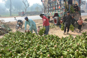 Labourers busy in unloading bananas from delivery truck at Fruit Market. 